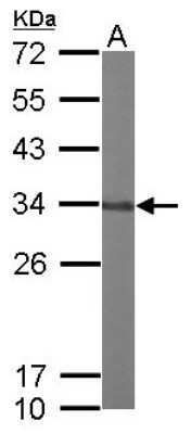 Western Blot: GLOD4 Antibody [NBP1-32282]