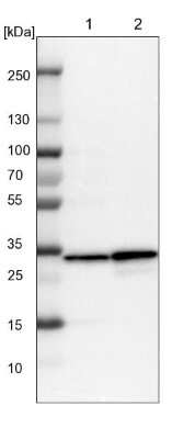 Western Blot: GLOD4 Antibody [NBP1-88463]