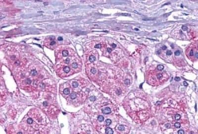 Immunohistochemistry: GLP-1R Antibody [NBP3-14335]