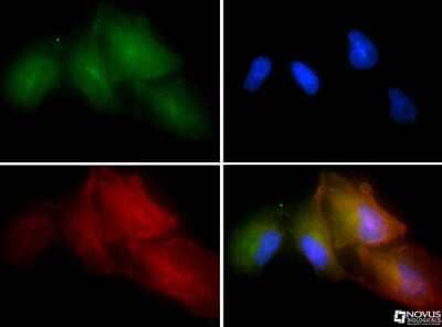 Immunocytochemistry/ Immunofluorescence: GLP-1R Antibody - BSA Free [NBP1-97308]