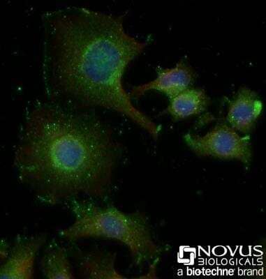Immunocytochemistry/ Immunofluorescence: GLP-1R Antibody - BSA Free [NBP1-97308]