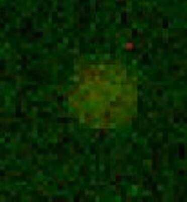 Microarray: GLP-1R Antibody - BSA Free [NLS1205]