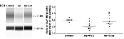 Simple Western: GLP-1R AntibodyBSA Free [NLS1205]