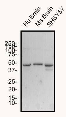 Western Blot: GLP-1R AntibodyBSA Free [NBP1-97308]