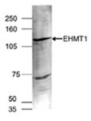 Western Blot: GLP/EHMT1 Antibody [NBP3-18679]