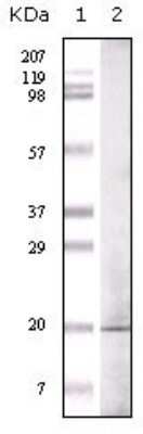 Western Blot: Glucagon Antibody (1B7B4)BSA Free [NBP1-51530]