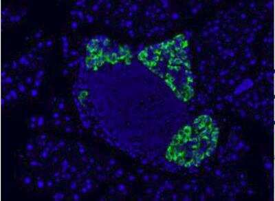 Immunohistochemistry: GLP1 Antibody (4) - BSA Free [NBP2-23558]