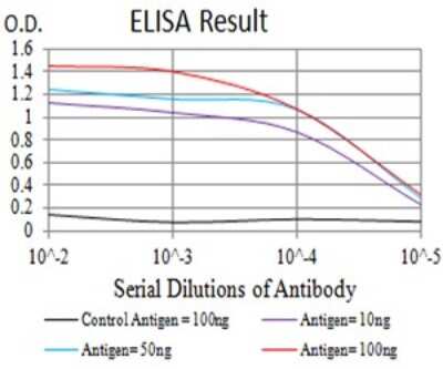 ELISA: GLRB Antibody (3B8A8) - BSA Free [NBP2-61774]