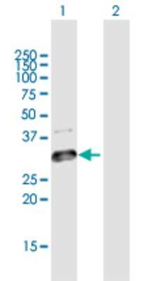 Western Blot: GLT1D1 Antibody [H00144423-B01P]