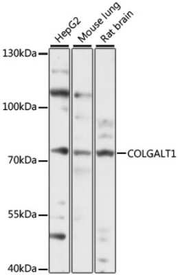 Western Blot: GLT25D1 AntibodyAzide and BSA Free [NBP3-03665]