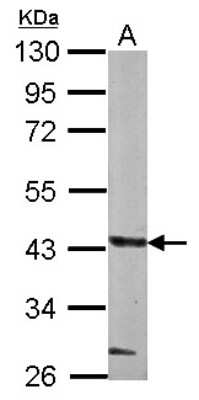 Western Blot: GLT8D1 Antibody [NBP2-16671]