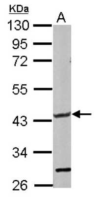 Western Blot: GLT8D1 Antibody [NBP2-16671]