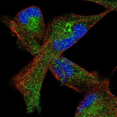 Immunocytochemistry/ Immunofluorescence: GLT8D2 Antibody [NBP1-83538]