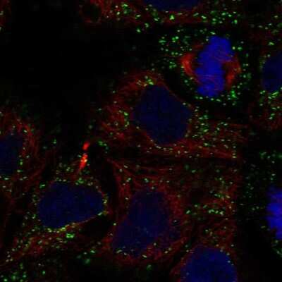 Immunocytochemistry/ Immunofluorescence: GLTPD2 Antibody [NBP2-55716]