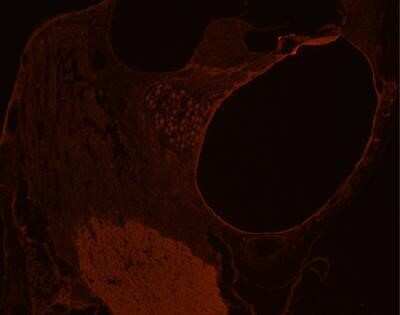 Immunocytochemistry/ Immunofluorescence: GLUT10 Antibody - BSA Free [NB100-490]