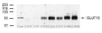 Western Blot: GLUT10 AntibodyBSA Free [NB100-490]