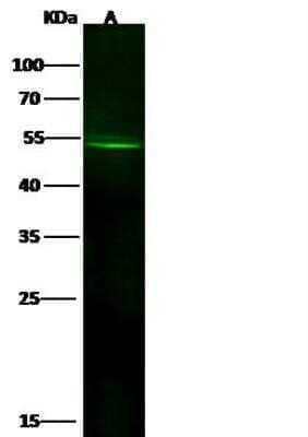 Western Blot: GLUT10 Antibody [NBP2-98749]