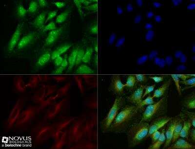 Immunocytochemistry/ Immunofluorescence: GLUT9 Antibody - BSA Free [NBP1-05054]