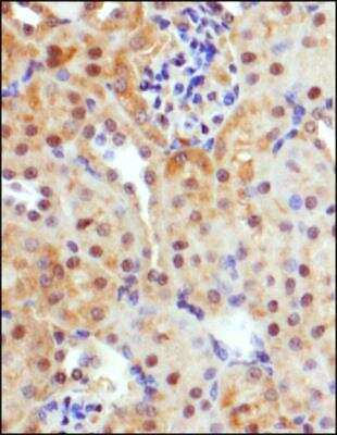 Immunohistochemistry-Paraffin: GLUT9 Antibody - BSA Free [NBP1-05054]