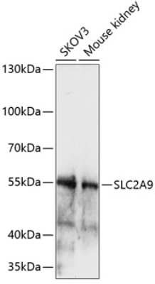 Western Blot: GLUT9 AntibodyAzide and BSA Free [NBP3-02991]