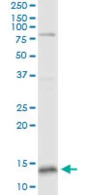 Western Blot: GLXR5 Antibody (4G8) [H00051218-M04]