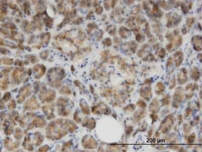 Immunohistochemistry-Paraffin: GLYAT Antibody (1A10) [H00010249-M07]