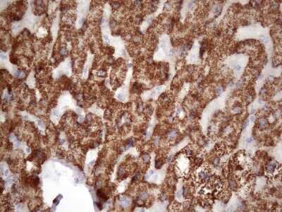 Immunohistochemistry: GLYAT Antibody (OTI4D1) [NBP2-45897]