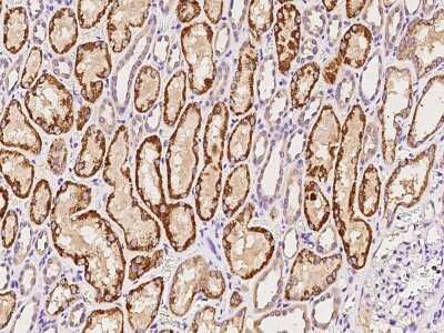 Immunohistochemistry-Paraffin: GLYAT Antibody [NBP2-99587]
