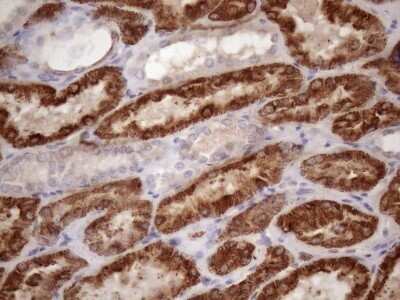 Immunohistochemistry: GLYAT Antibody (OTI4D1) - Azide and BSA Free [NBP2-71564]