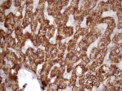 Immunohistochemistry: GLYAT Antibody (OTI4D1) - Azide and BSA Free [NBP2-71564]