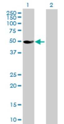 Western Blot: GLYCTK Antibody [H00132158-B01P]