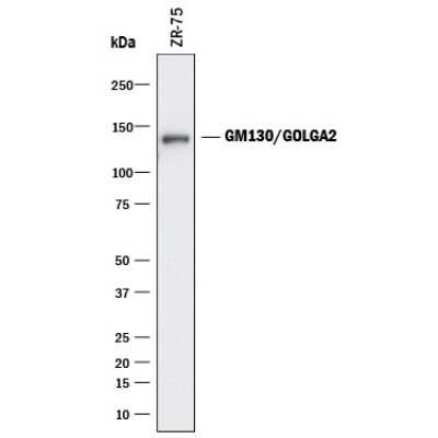 Western Blot: GM130/GOLGA2 Antibody (2059D)Azide and BSA Free [MAB8199]