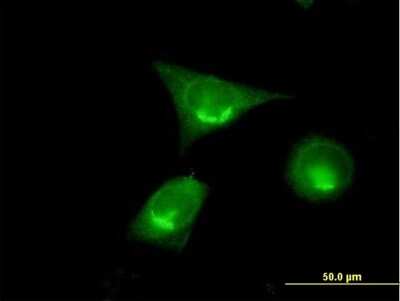Immunocytochemistry/ Immunofluorescence: GM130/GOLGA2 Antibody [H00002801-B01P]