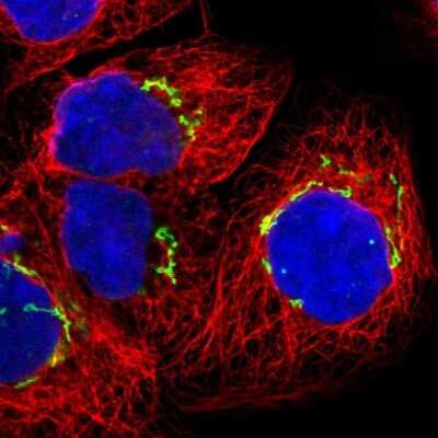 Immunocytochemistry/ Immunofluorescence: GM130/GOLGA2 Antibody [NBP1-89757]