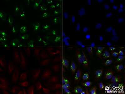 Immunocytochemistry/ Immunofluorescence: GM130/GOLGA2 Antibody - BSA Free [NBP2-53420]