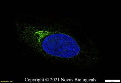 Immunocytochemistry/ Immunofluorescence: GM130/GOLGA2 Antibody - BSA Free [NBP2-53420]