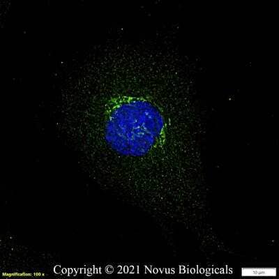 Immunocytochemistry/ Immunofluorescence: GM130/GOLGA2 Antibody - BSA Free [NBP2-53420]