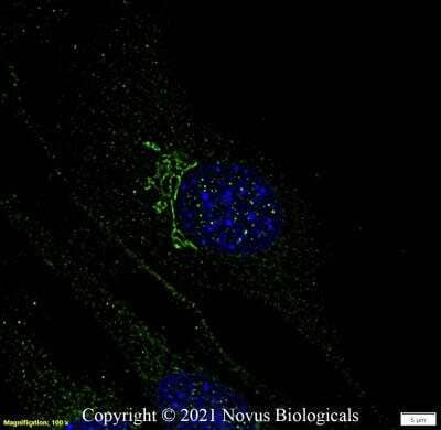 Immunocytochemistry/ Immunofluorescence: GM130/GOLGA2 Antibody - BSA Free [NBP2-53420]