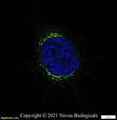 Immunocytochemistry/ Immunofluorescence: GM130/GOLGA2 Antibody - BSA Free [NBP2-53420]
