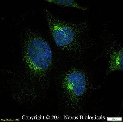 Immunocytochemistry/ Immunofluorescence: GM130/GOLGA2 Antibody - BSA Free [NBP2-53420]