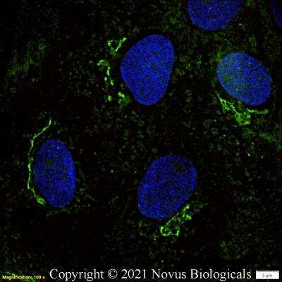 Immunocytochemistry/ Immunofluorescence: GM130/GOLGA2 Antibody - BSA Free [NBP2-53420]