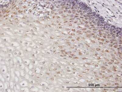 Immunohistochemistry-Paraffin: GM130/GOLGA2 Antibody [H00002801-B01P]