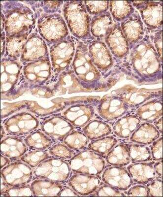 Immunohistochemistry-Paraffin: GM130/GOLGA2 Antibody - BSA Free [NBP2-53420]