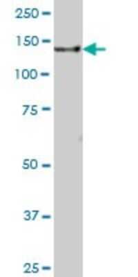 Western Blot: GM130/GOLGA2 Antibody [H00002801-B01P]