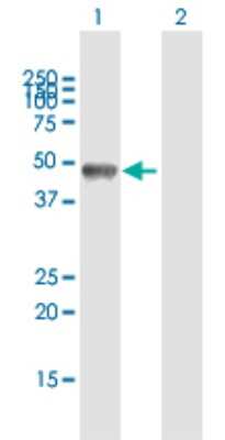 Western Blot: GM130/GOLGA2 Antibody [H00002801-B01P]