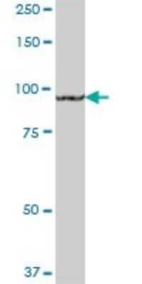 Western Blot: GM130/GOLGA2 Antibody [H00002801-B02P]