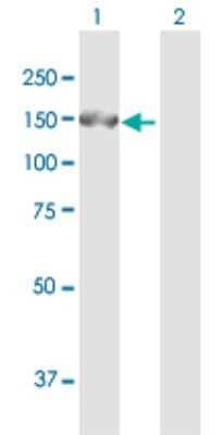 Western Blot: GM130/GOLGA2 Antibody [H00002801-B02P]