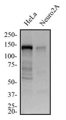 Western Blot: GM130/GOLGA2 AntibodyBSA Free [NBP2-53420]