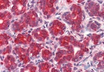 Immunohistochemistry-Paraffin: GM2A Antibody - BSA Free [NBP1-44366]