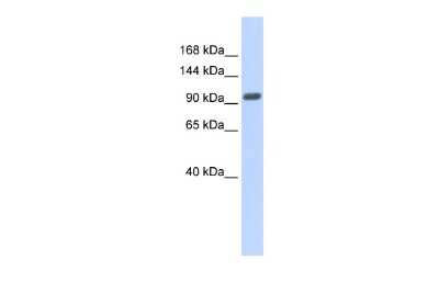 Western Blot: GM632 Antibody [NBP2-84990]